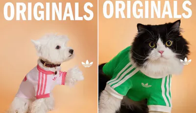 adidas Pet Cali T-Shirt menu2 snkr.png