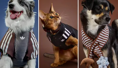 adidas Pet Collection 2026 BLOG Cover.png