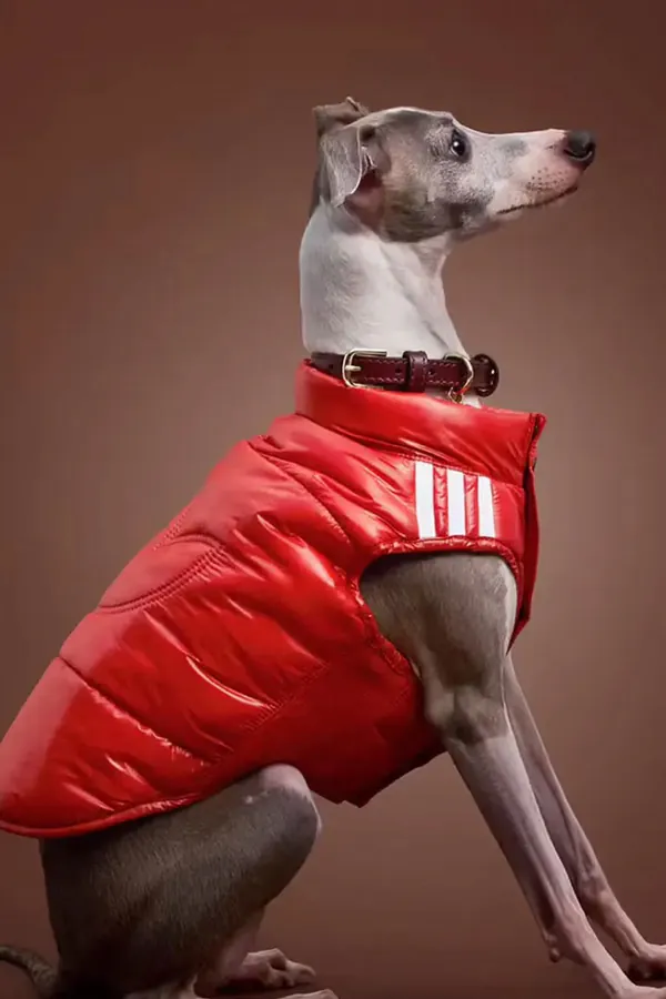 adidas Pet Collection 2026 BLOG1.jpeg