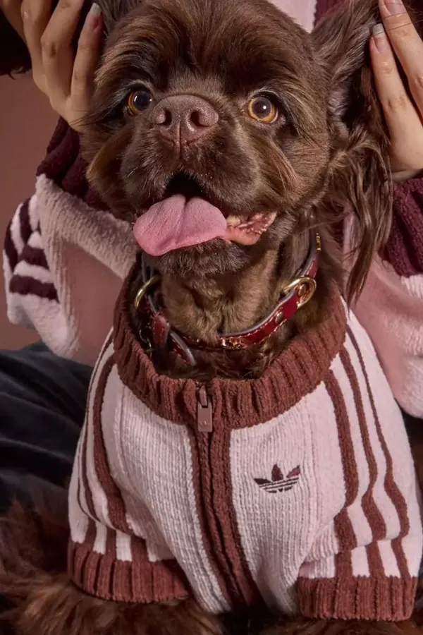 adidas Pet Collection 2026 BLOG2.jpeg