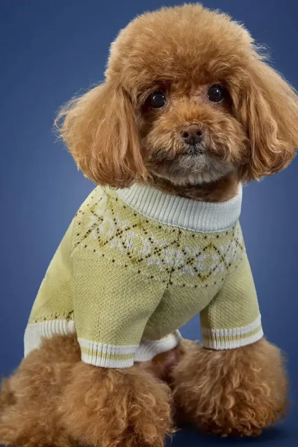 adidas Pet Collection 2026 BLOG3.jpeg