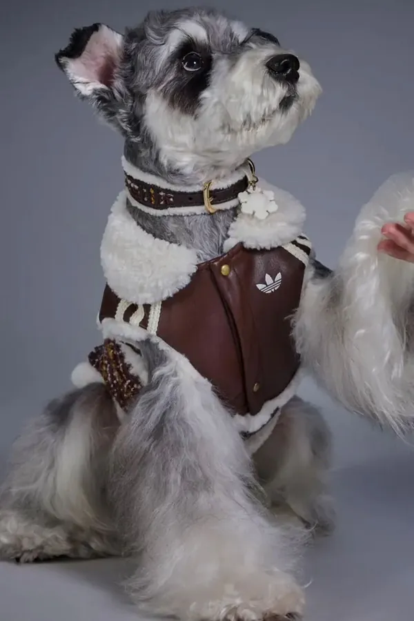 adidas Pet Collection 2026 BLOG4.jpeg