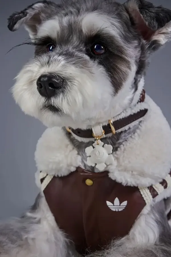adidas Pet Collection 2026 BLOG5.jpeg
