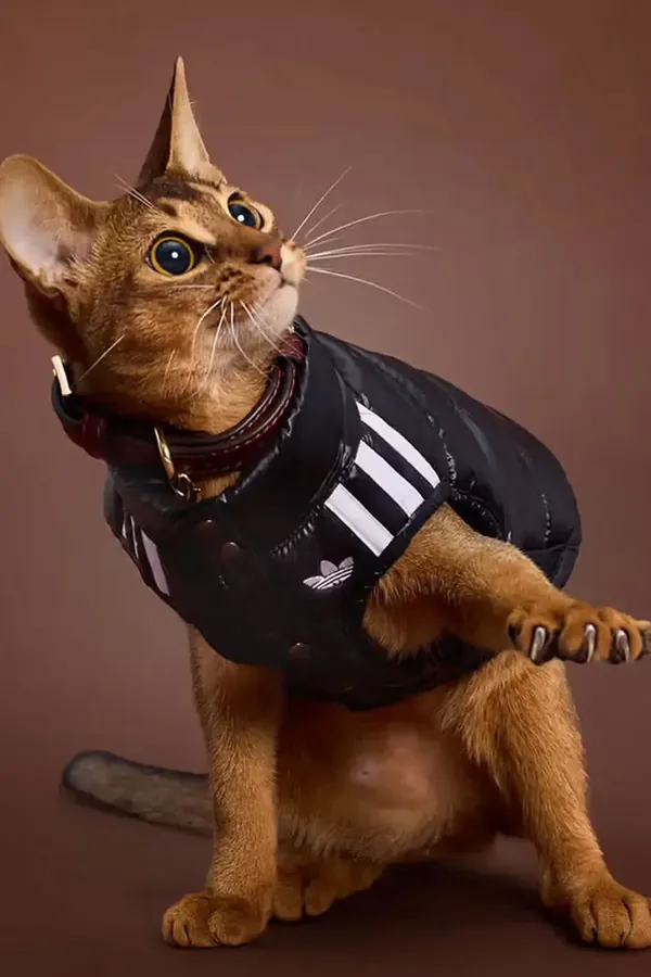 adidas Pet Collection 2026 BLOG9.jpeg