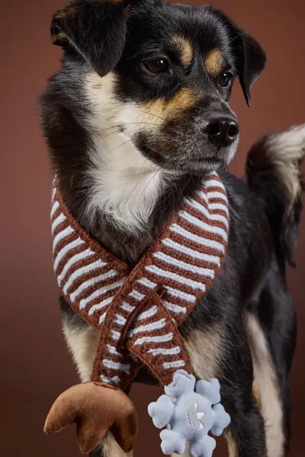 adidas Pet Collection 2026 BLOG10.jpeg